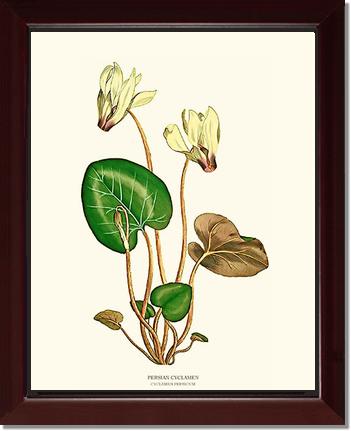 Cyclamen, Persian | Flower/Floral Art Print