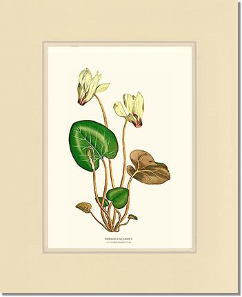 Cyclamen, Persian | Flower/Floral Art Print