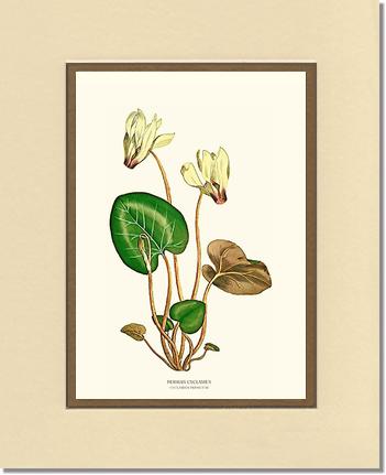 Cyclamen, Persian | Flower/Floral Art Print