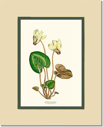Cyclamen, Persian | Flower/Floral Art Print