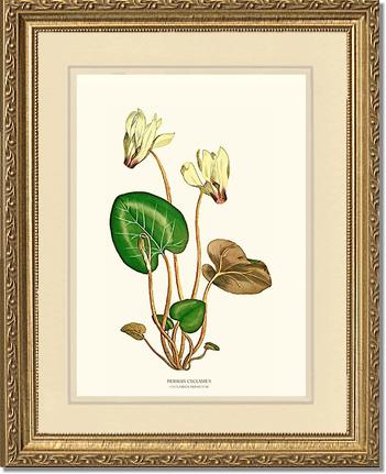 Cyclamen, Persian | Flower/Floral Art Print