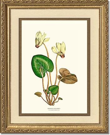 Cyclamen, Persian | Flower/Floral Art Print