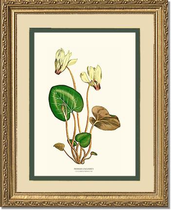 Cyclamen, Persian | Flower/Floral Art Print