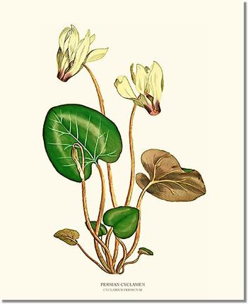 Flower Floral Print:  Cyclamen, Persian