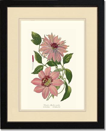 Clematis, Garden | Flower/Floral Art Print