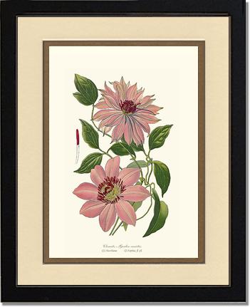 Clematis, Garden | Flower/Floral Art Print