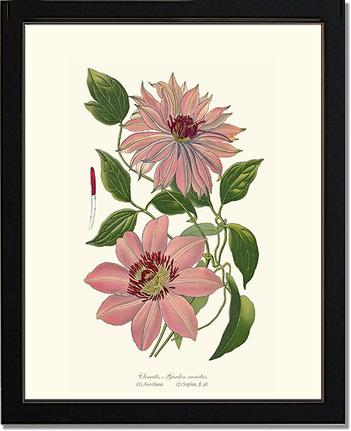 Clematis, Garden | Flower/Floral Art Print