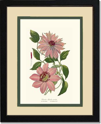 Clematis, Garden | Flower/Floral Art Print