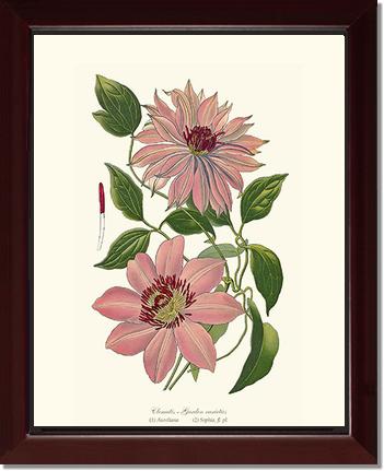Clematis, Garden | Flower/Floral Art Print