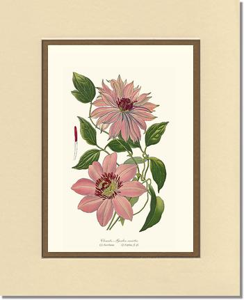 Clematis, Garden | Flower/Floral Art Print