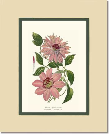 Clematis, Garden | Flower/Floral Art Print