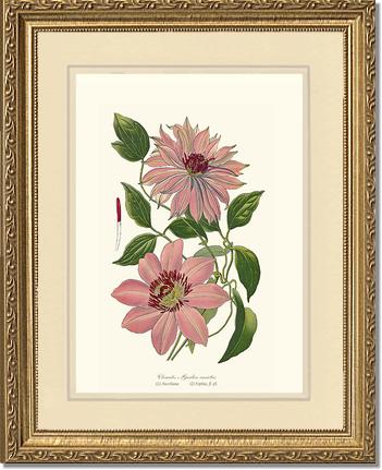 Clematis, Garden | Flower/Floral Art Print