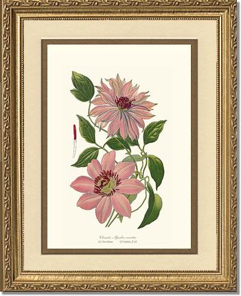 Clematis, Garden | Flower/Floral Art Print
