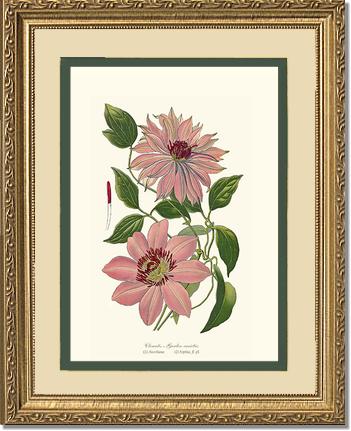 Clematis, Garden | Flower/Floral Art Print