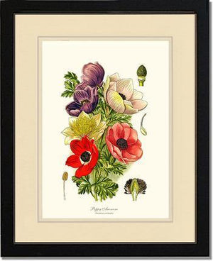 Anemone, Poppy - Charting Nature