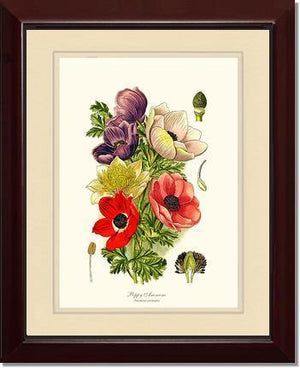 Anemone, Poppy - Charting Nature