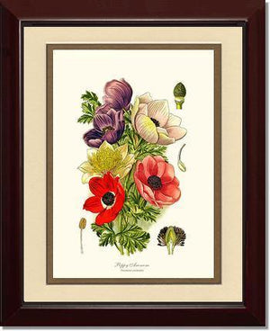 Anemone, Poppy - Charting Nature