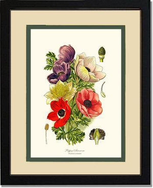 Anemone, Poppy - Charting Nature