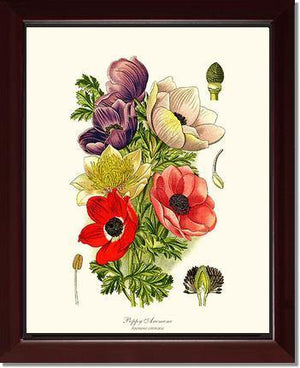 Anemone, Poppy - Charting Nature