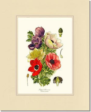 Anemone, Poppy - Charting Nature