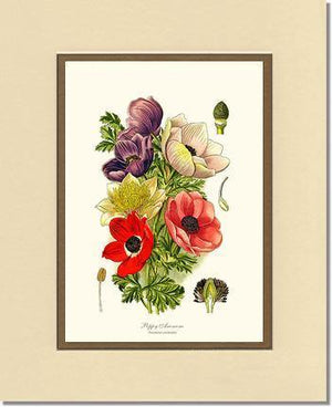 Anemone, Poppy - Charting Nature