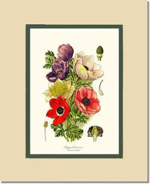 Anemone, Poppy - Charting Nature