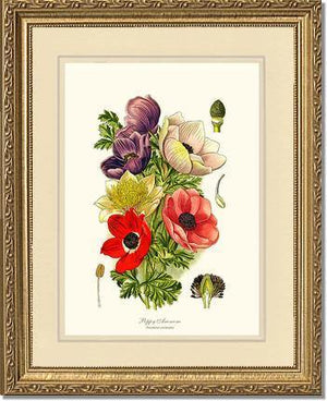 Anemone, Poppy - Charting Nature