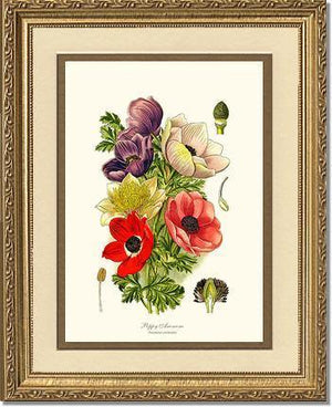 Anemone, Poppy - Charting Nature