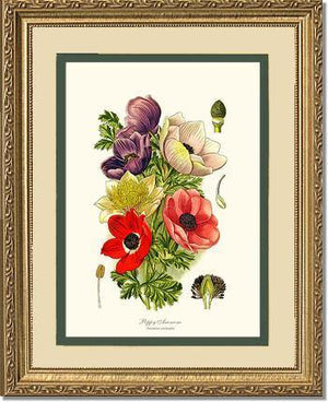 Anemone, Poppy - Charting Nature