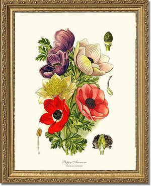 Anemone, Poppy - Charting Nature