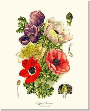 Anemone, Poppy - Charting Nature