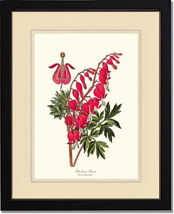 Bleeding Heart | Flower/Floral Art Print