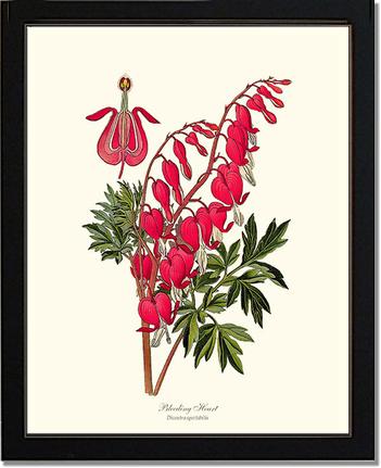 Bleeding Heart | Flower/Floral Art Print