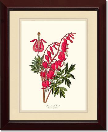 Bleeding Heart | Flower/Floral Art Print