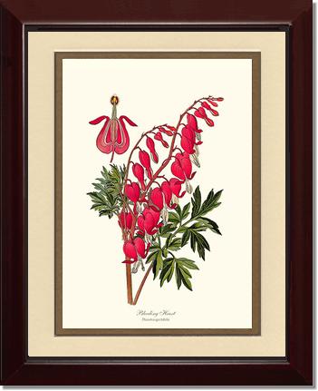 Bleeding Heart | Flower/Floral Art Print