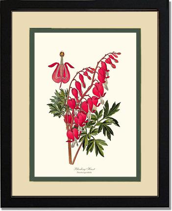 Bleeding Heart | Flower/Floral Art Print