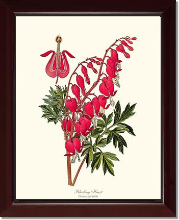 Bleeding Heart | Flower/Floral Art Print