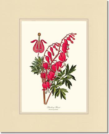 Bleeding Heart | Flower/Floral Art Print