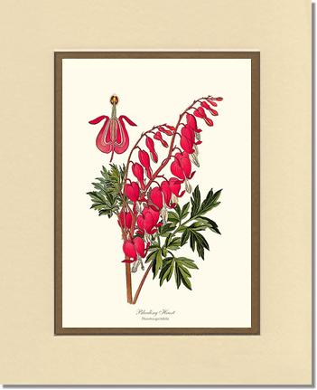 Bleeding Heart | Flower/Floral Art Print