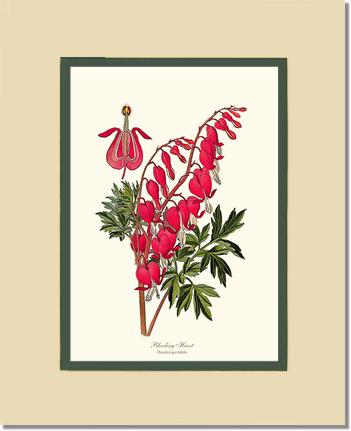 Bleeding Heart | Flower/Floral Art Print