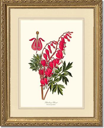 Bleeding Heart | Flower/Floral Art Print