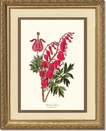 Bleeding Heart | Flower/Floral Art Print