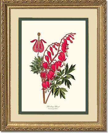 Bleeding Heart | Flower/Floral Art Print