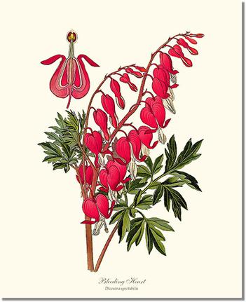 Bleeding Heart | Flower/Floral Art Print