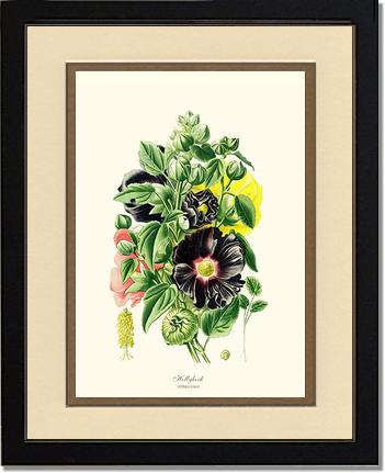 Hollyhock | Flower/Floral Art Print