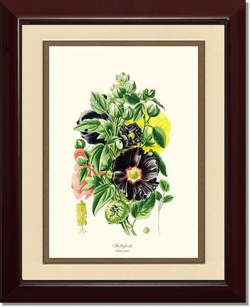 Hollyhock | Flower/Floral Art Print
