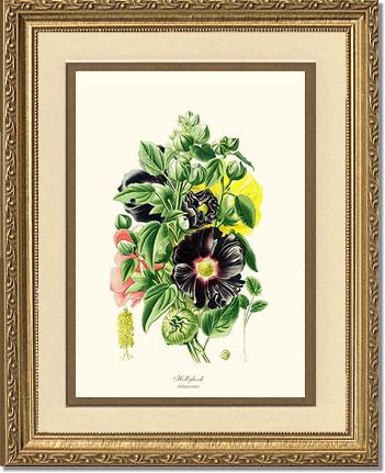 Hollyhock | Flower/Floral Art Print