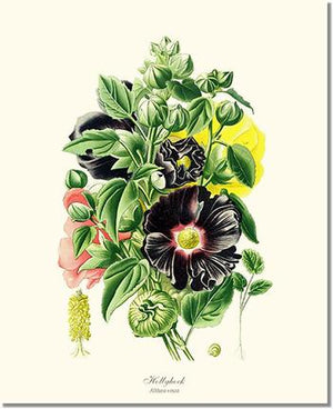 Flower Floral Print: Hollyhock