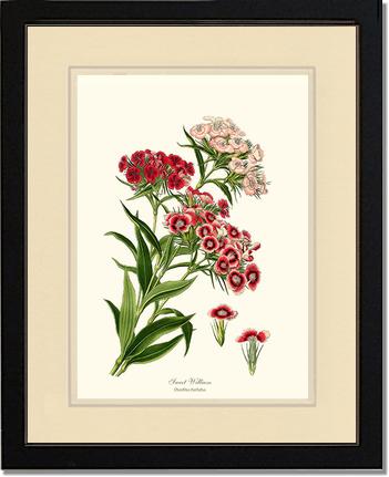 Sweet William | Flower/Floral Art Print