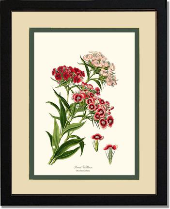 Sweet William | Flower/Floral Art Print